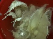 喝鳕鱼胶原蛋白肽有什么作用(雀蜂深海鳕鱼胶原蛋白肽有用吗？)